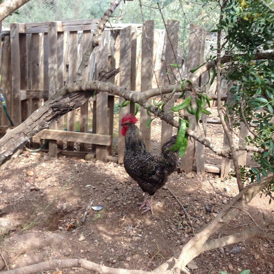 Tivenys Finca Florecer מראה חיצוני תמונה